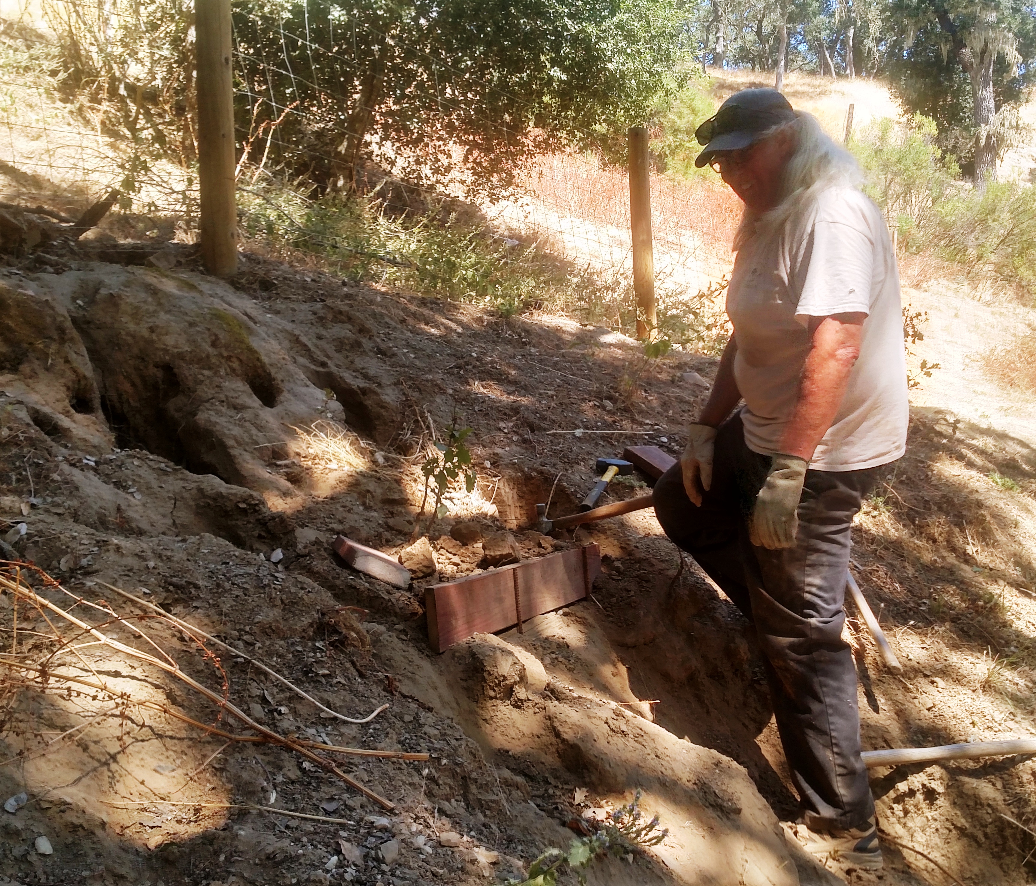 Dave building a small retaining wall around a small oak tree.